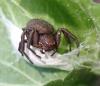 Xysticus_sl sp.